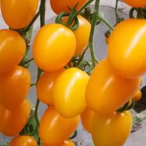 黄牛奶番茄种子高产无限生长型小西红柿种籽黄圣女果四季蔬菜