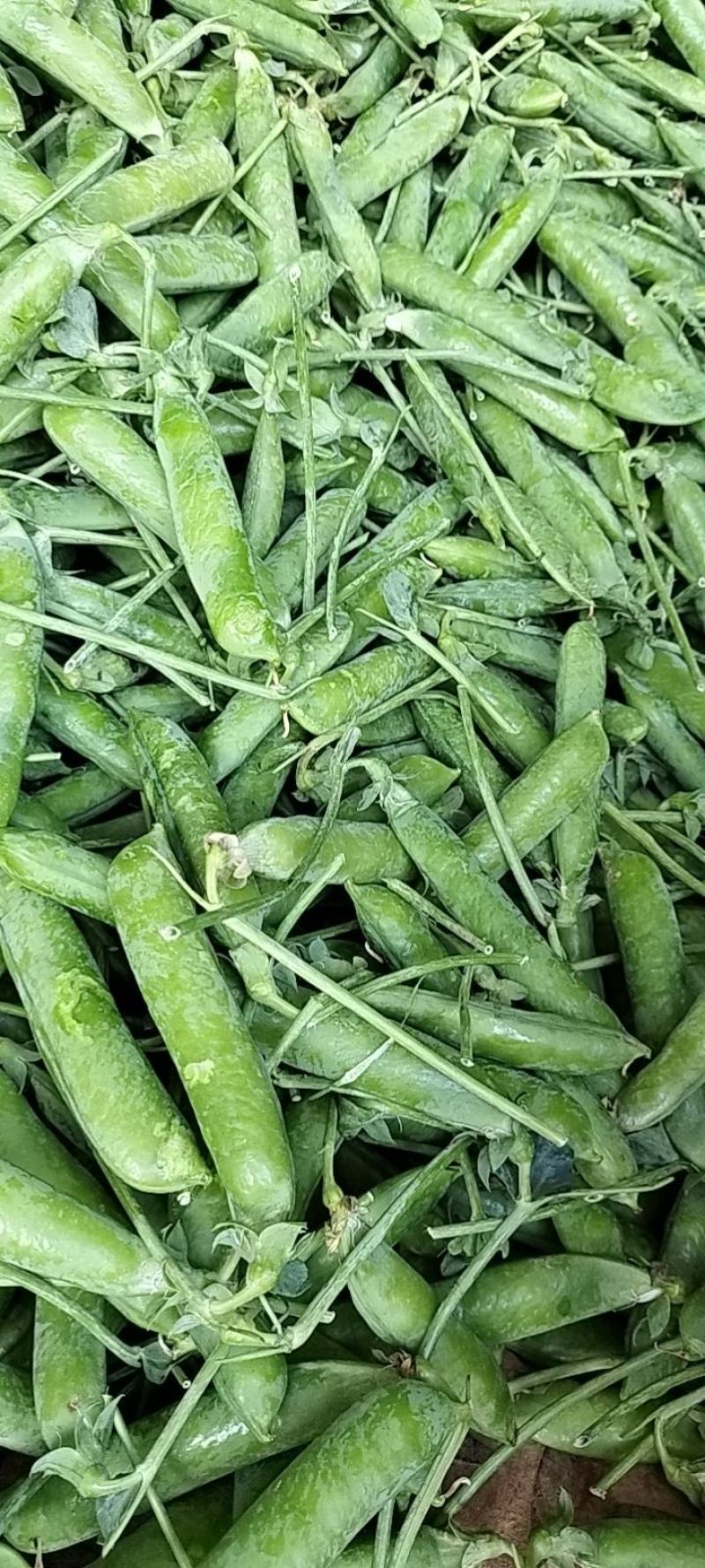 楚雄州长寿仁豌豆大量上市中可以发货也可以合作