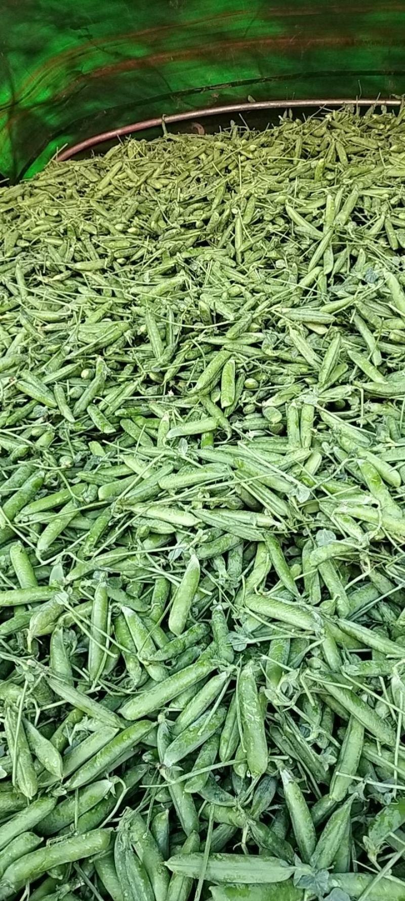 楚雄州长寿仁豌豆大量上市中可以发货也可以合作