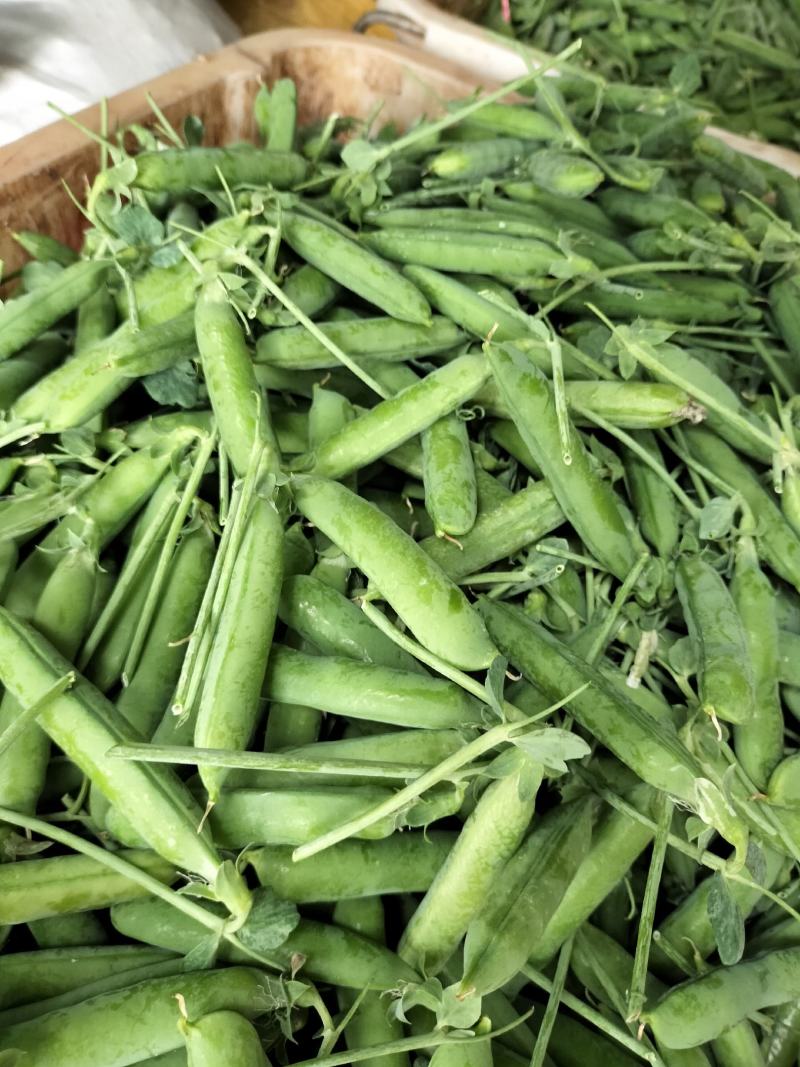 楚雄州长寿仁豌豆大量上市中可以发货也可以合作