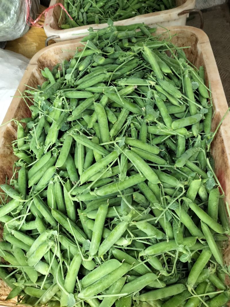 楚雄州长寿仁豌豆大量上市中可以发货也可以合作