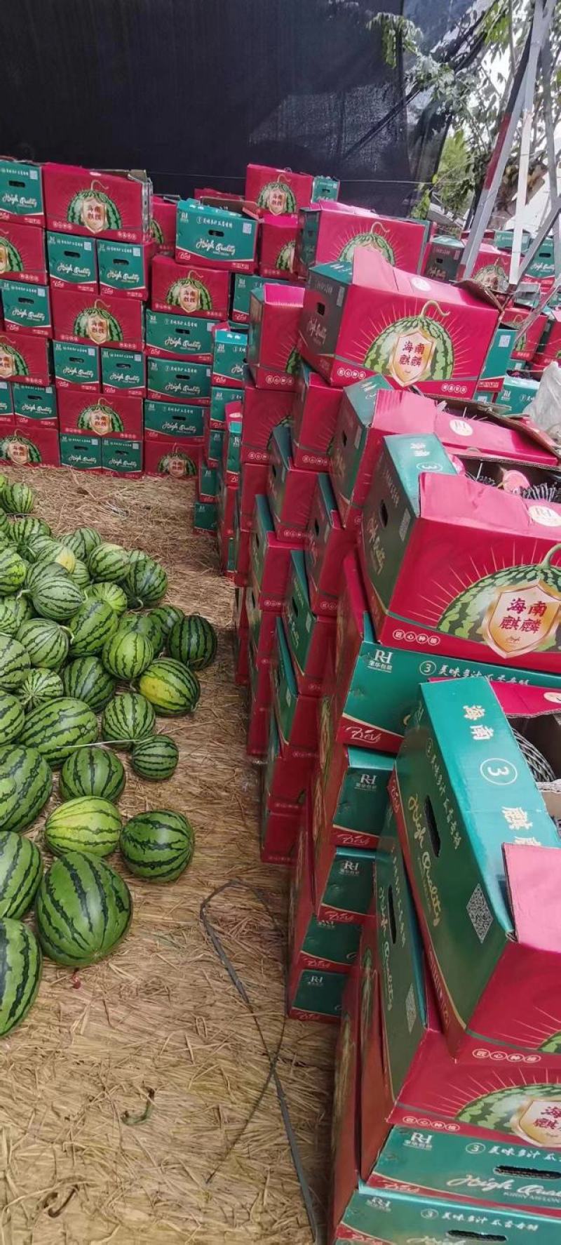 【牛商优选】优质麒麟西瓜大量供应甜度高水分足
