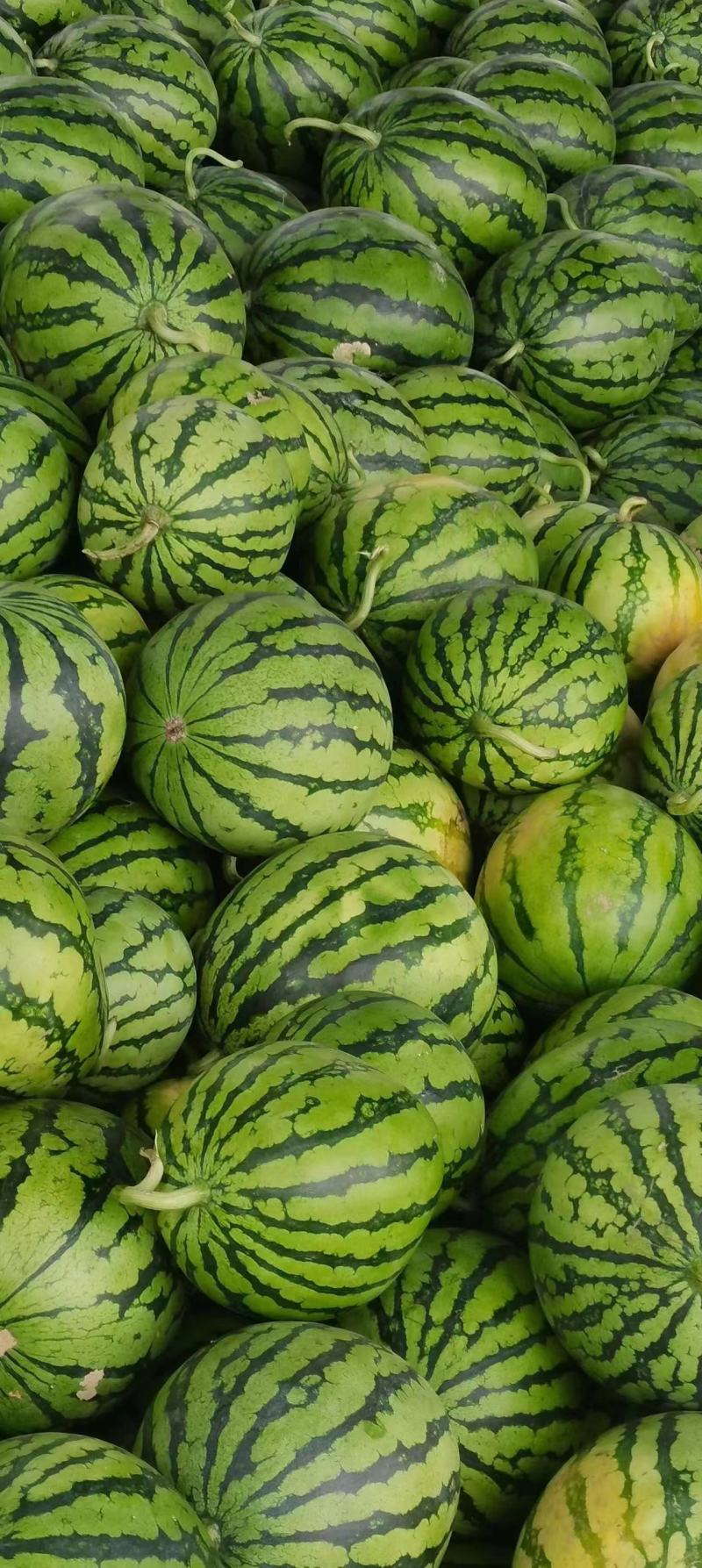 【牛商优选】优质麒麟西瓜大量供应甜度高水分足