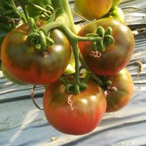 珑彩2号黄金果种子抗病早熟无限生长型肉厚籽少香甜清新番茄