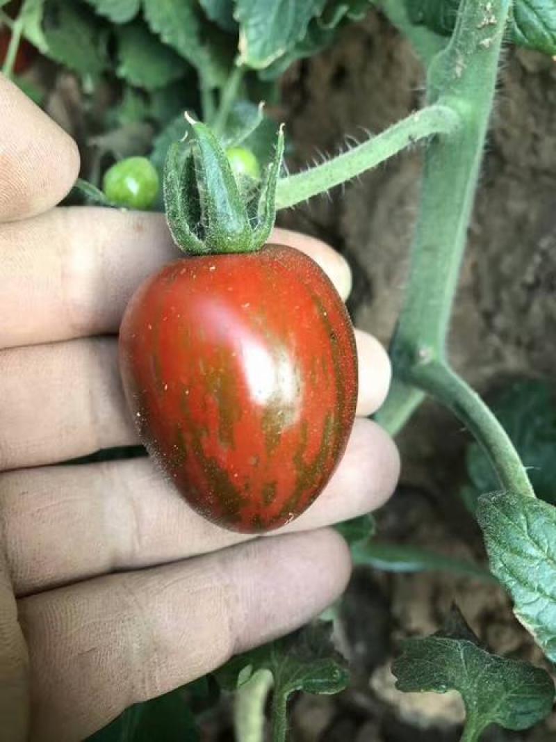 珑彩2号黄金果种子抗病早熟无限生长型肉厚籽少香甜清新番茄