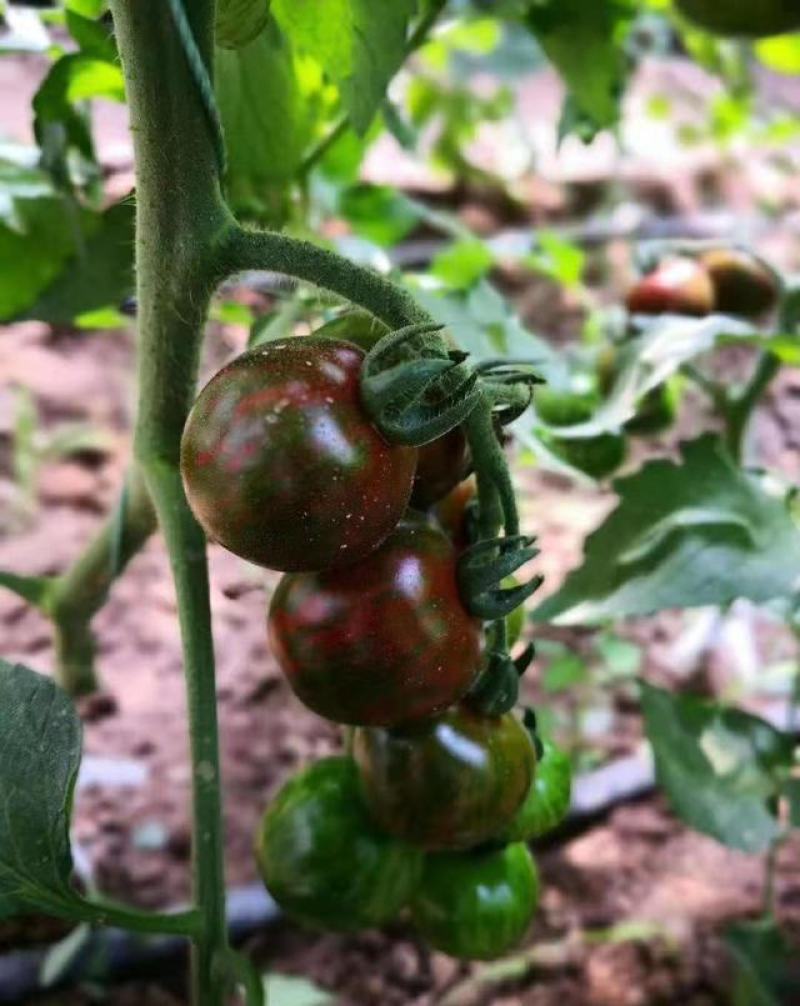 珑彩2号黄金果种子抗病早熟无限生长型肉厚籽少香甜清新番茄