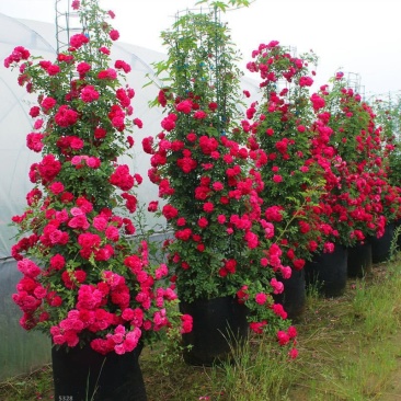 甜蜜红木香花苗四季红色特大花苗庭院爬藤植物黄木香七里香