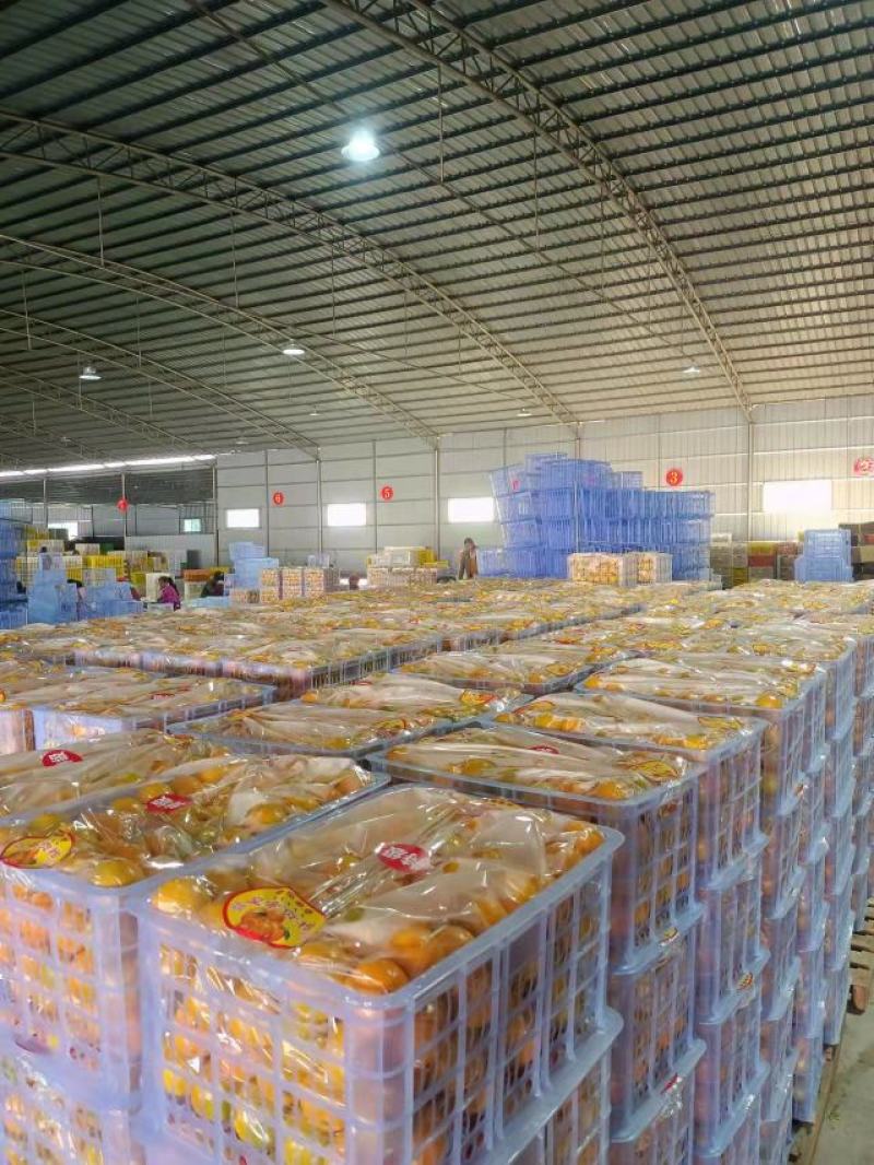 皇帝柑广东皇帝柑山地黄果大吨位供应商超各大市场对接