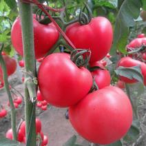农博粉3号西红柿种子春夏季耐热耐低温抗裂番茄蔬菜种孑