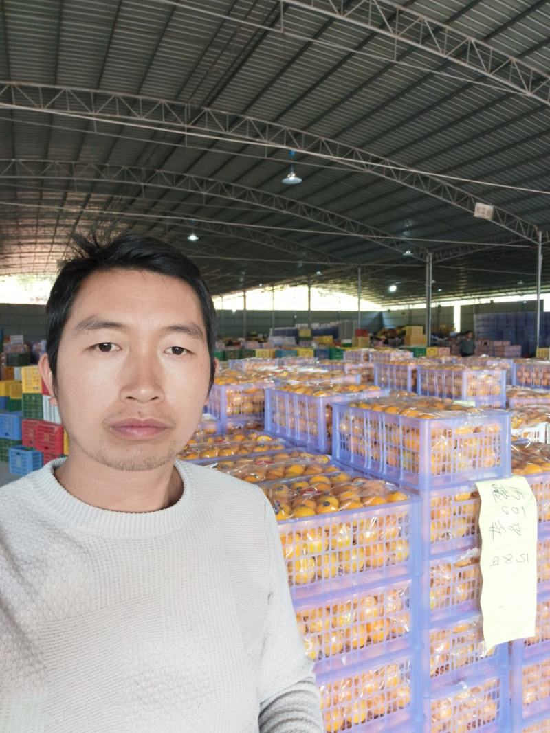 皇帝柑广东皇帝柑山地黄果大吨位供应商超各大市场对接