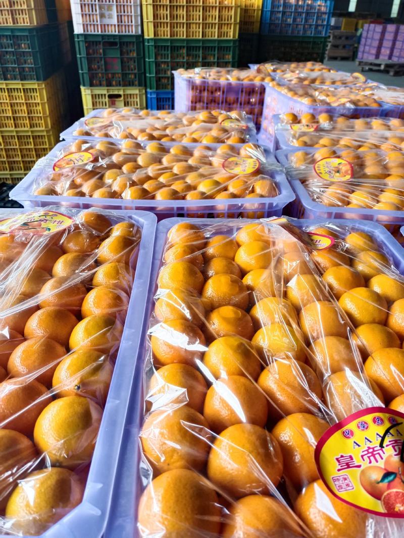 【精选优品】广东皇帝柑贡柑电商超市社区团购对接供应