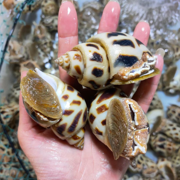 花螺东风螺海猪螺南风螺凤螺白灼社区团购餐饮批发