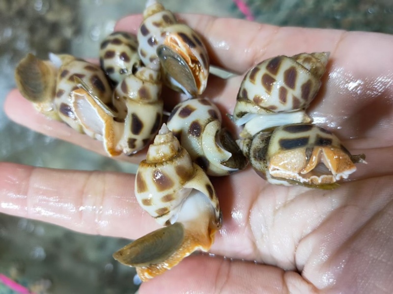 花螺东风螺海猪螺南风螺凤螺白灼社区团购餐饮批发