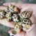 花螺东风螺海猪螺南风螺凤螺白灼社区团购餐饮批发