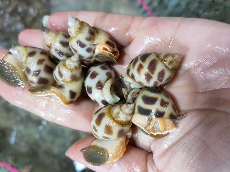 花螺东风螺海猪螺南风螺凤螺白灼社区团购餐饮批发