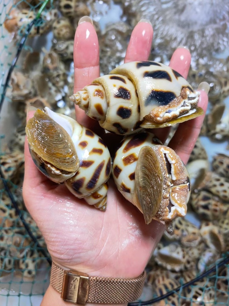 花螺东风螺海猪螺南风螺凤螺白灼社区团购餐饮批发
