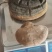 马蹄桑黄