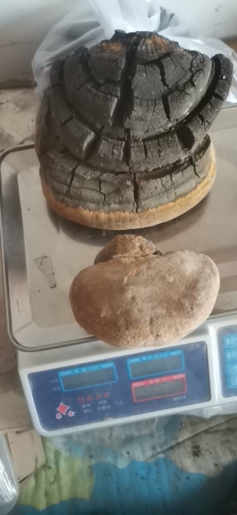 马蹄桑黄