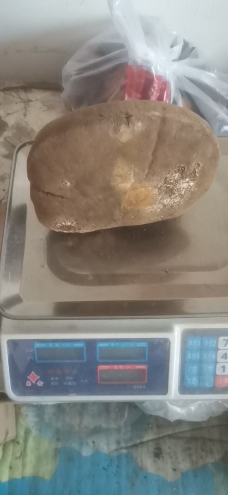 马蹄桑黄