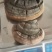 马蹄桑黄
