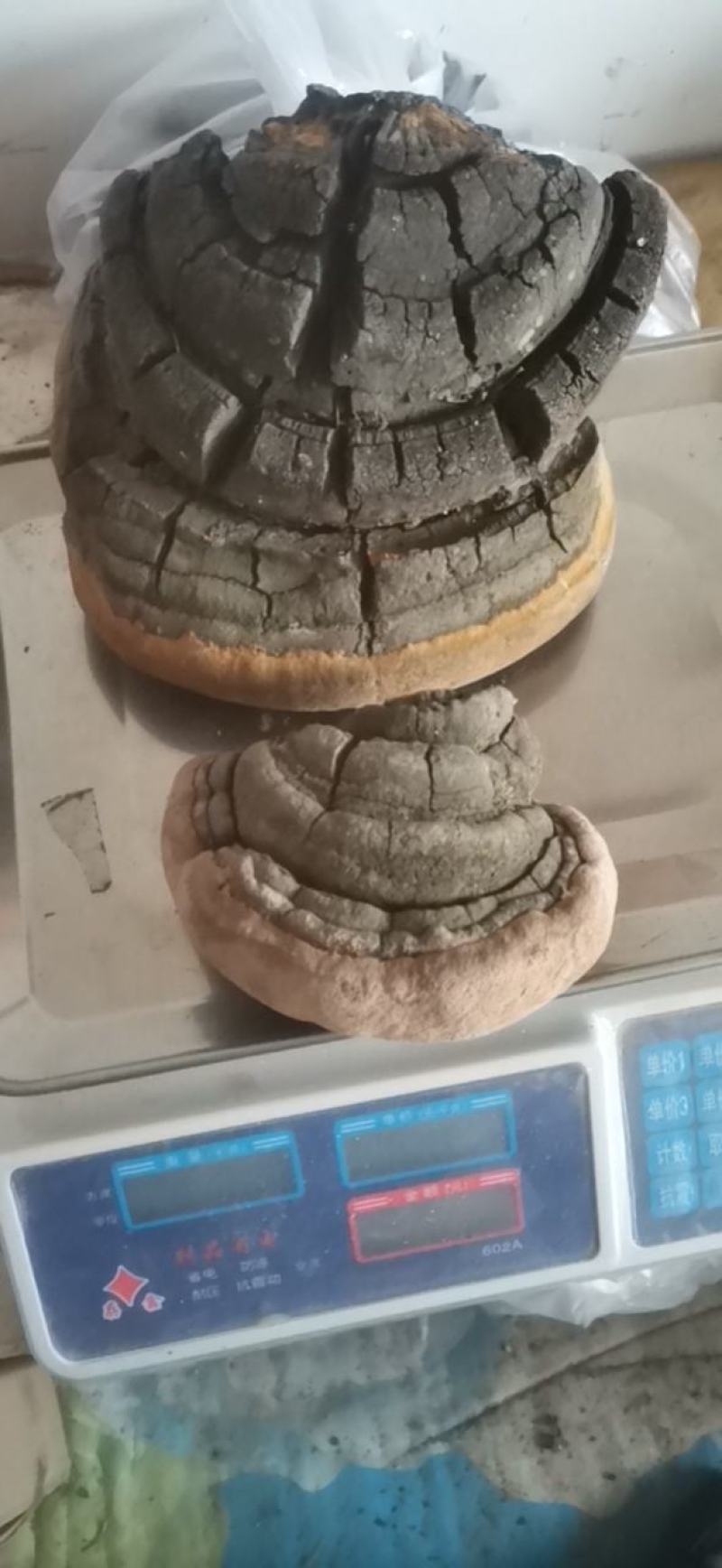 马蹄桑黄