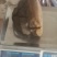 马蹄桑黄