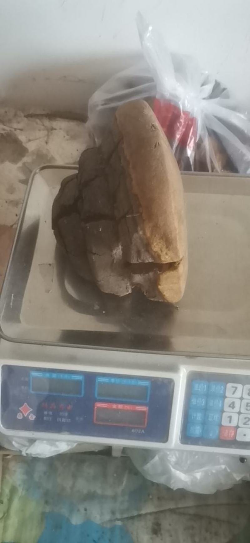 马蹄桑黄