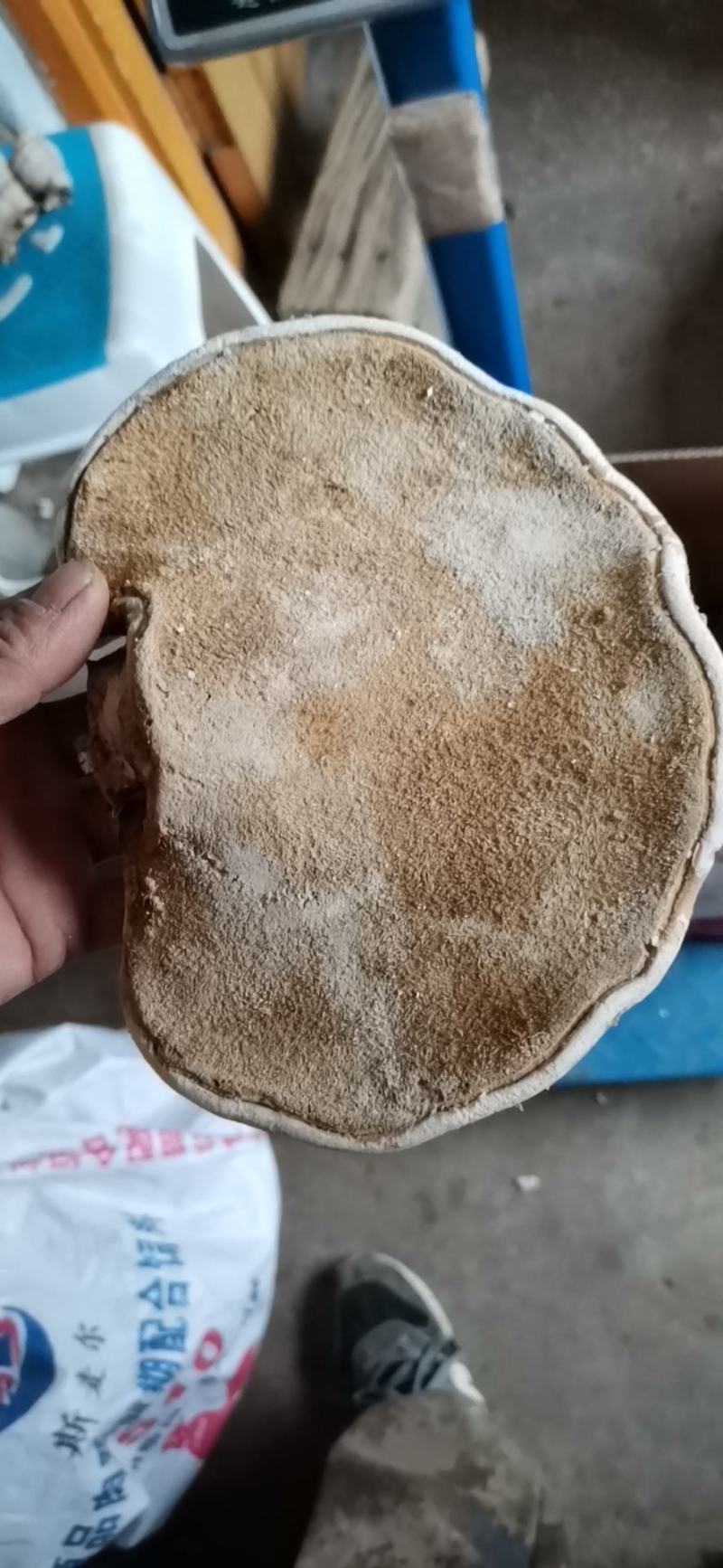 白灵芝