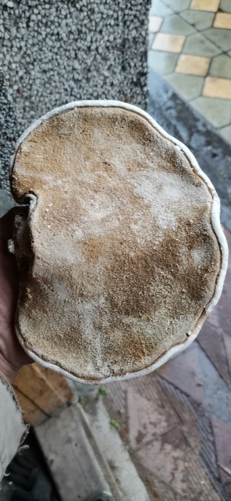 白灵芝
