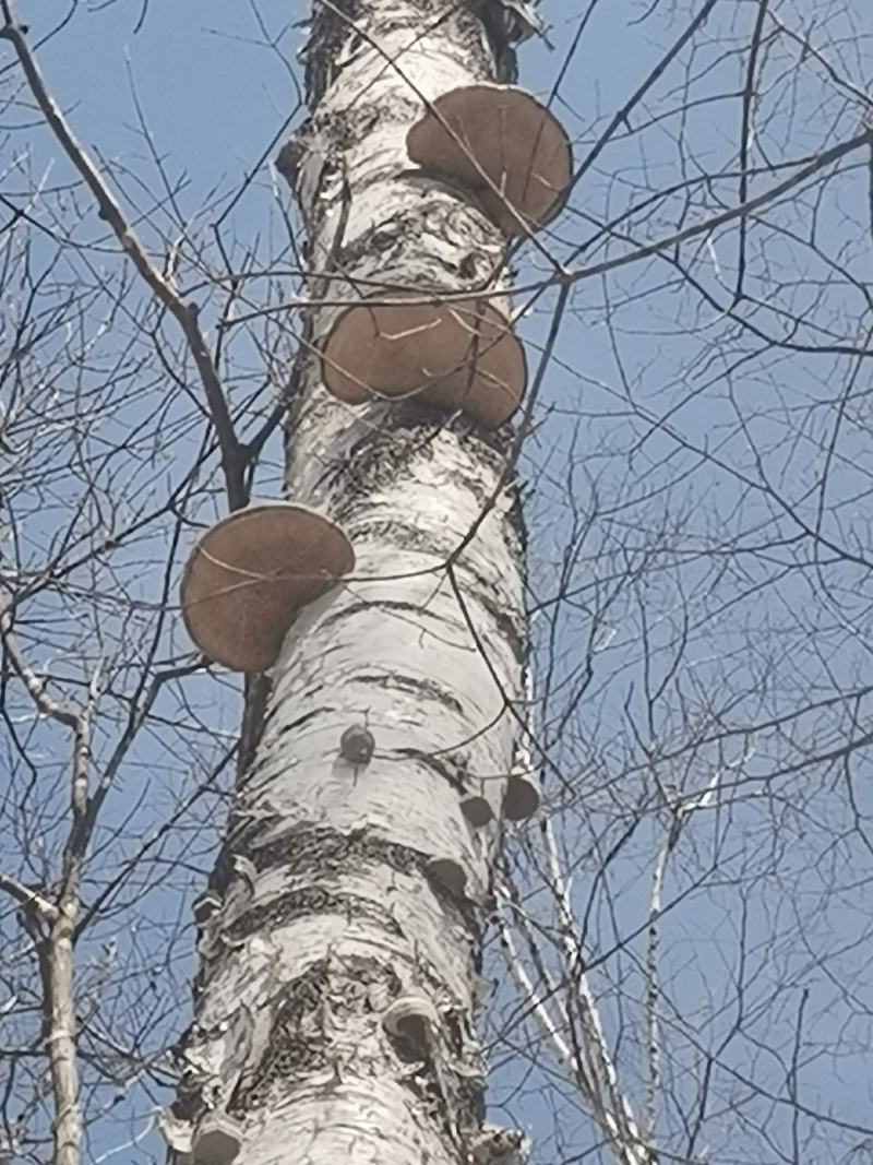 白灵芝