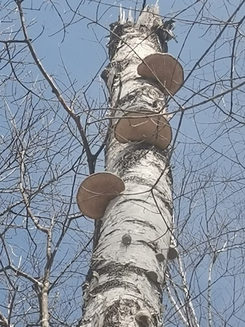 白灵芝