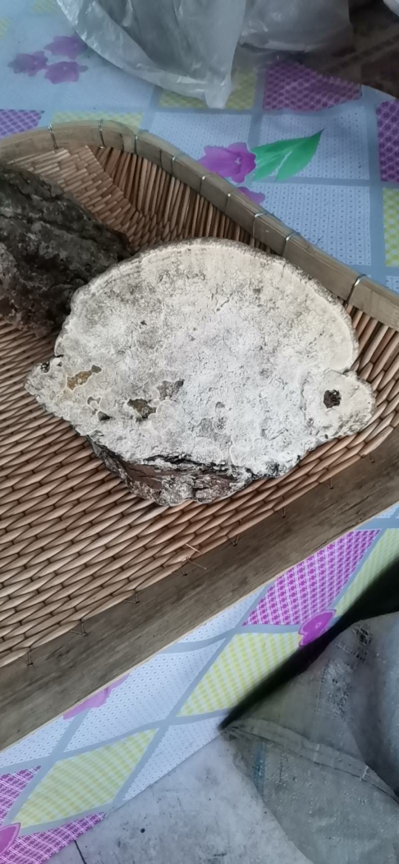 榆树灵芝榆生拟层孔菌