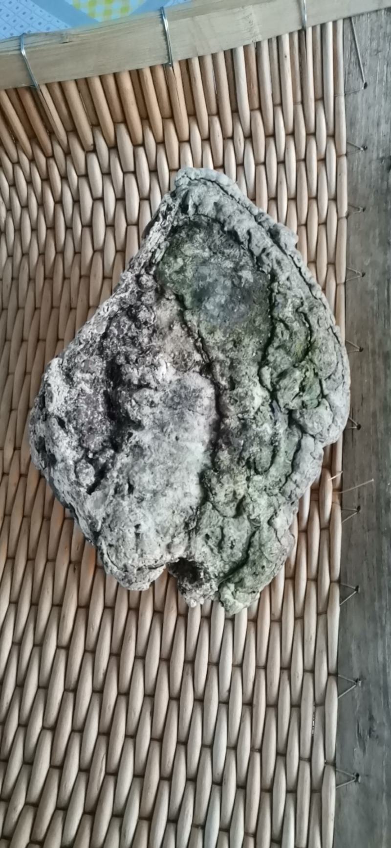 榆树灵芝榆生拟层孔菌