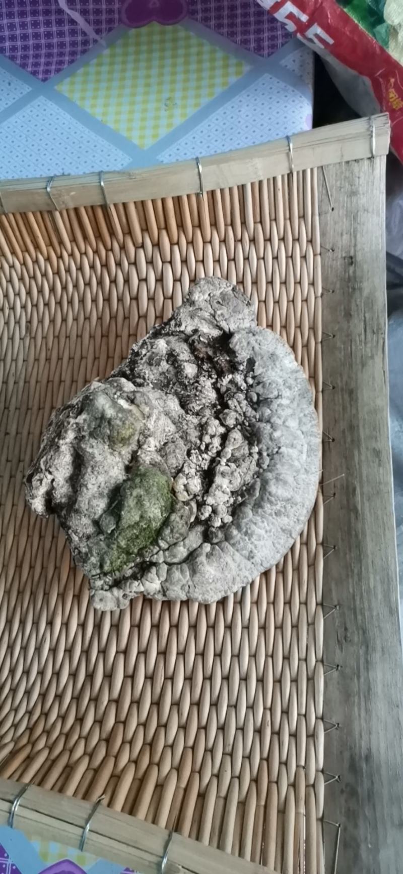榆树灵芝榆生拟层孔菌