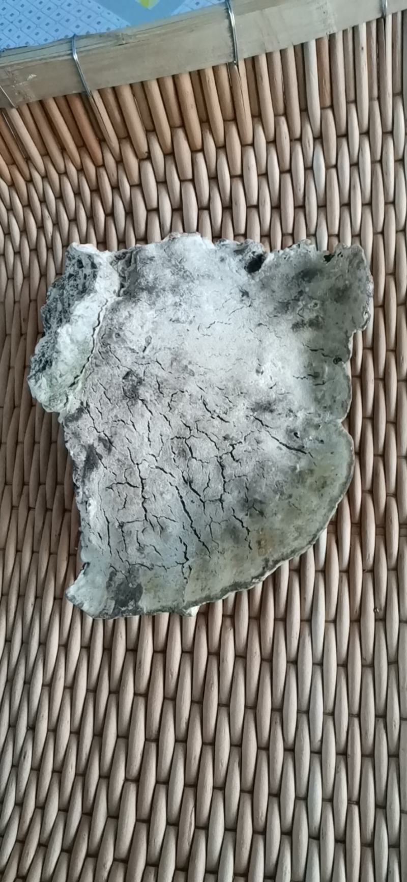 榆树灵芝榆生拟层孔菌