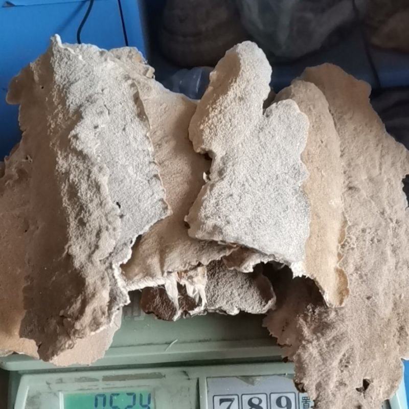 白耙齿菌