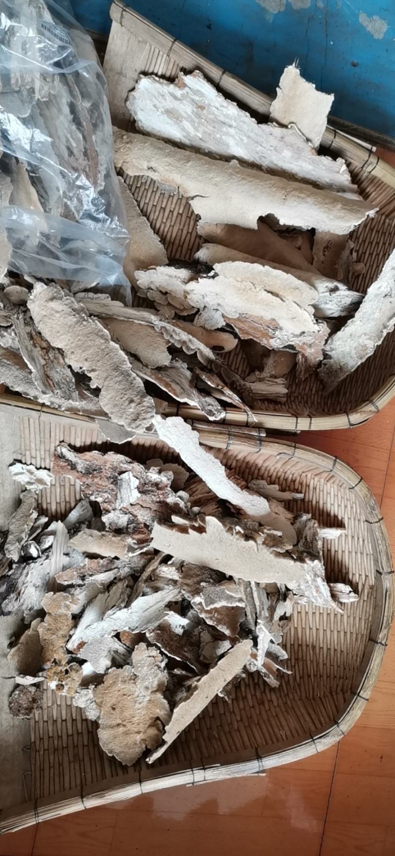 白耙齿菌