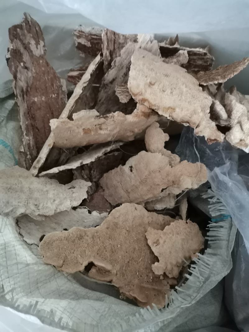 白耙齿菌