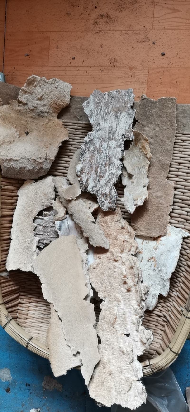 白耙齿菌
