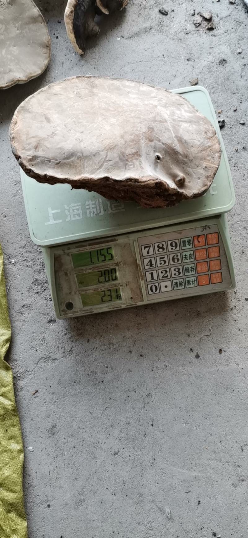 木蹄灵芝