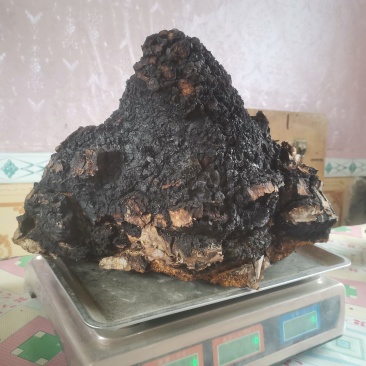 桦树茸