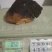 桦树茸