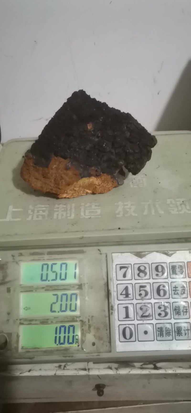 桦树茸