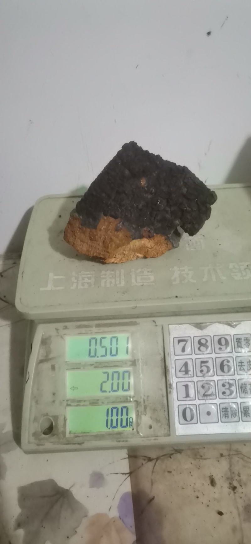 桦树茸