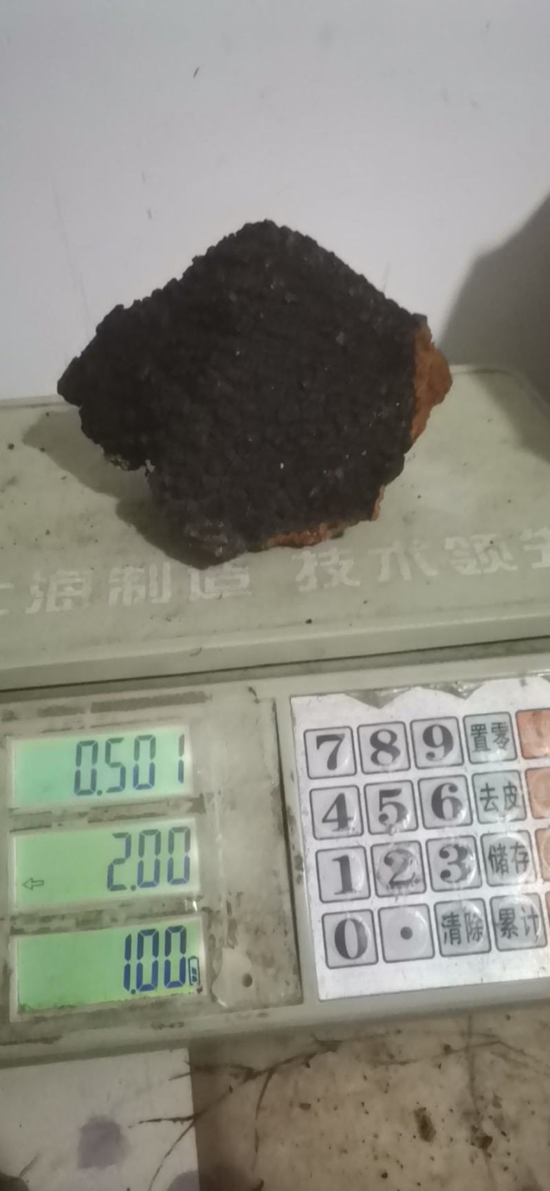 桦树茸