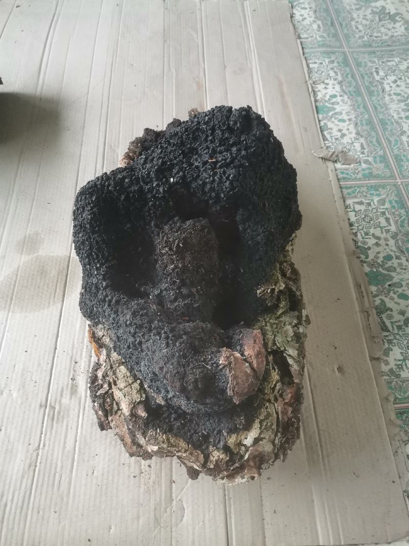 桦树茸