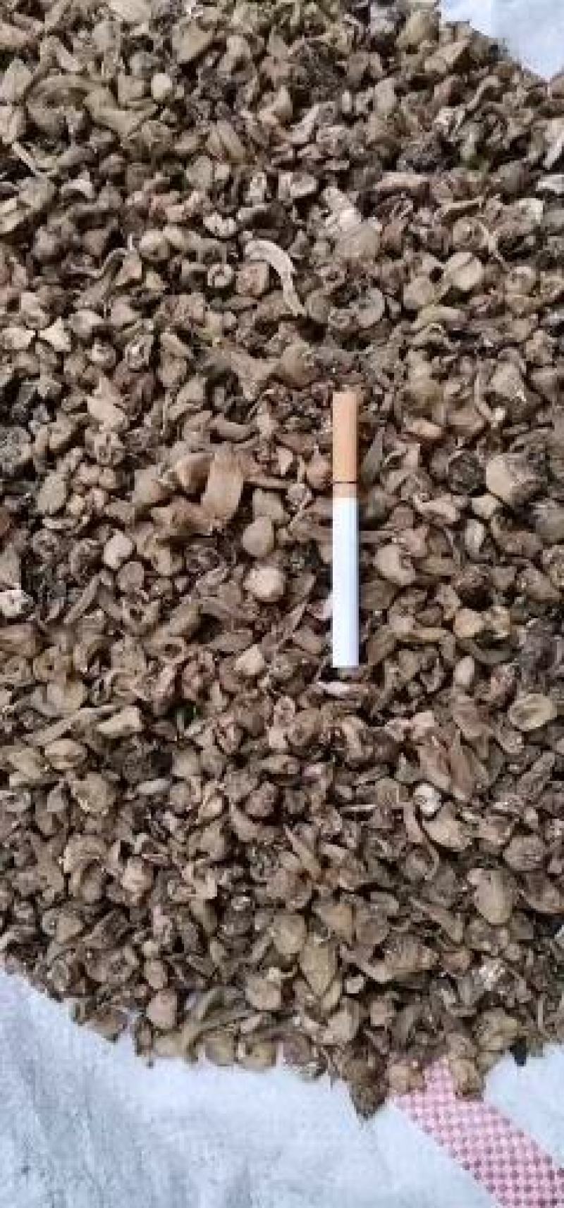 毛慈菇