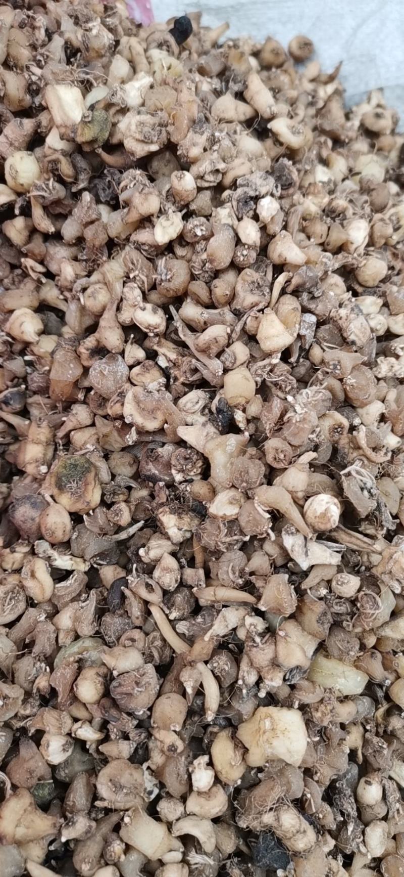 毛慈菇