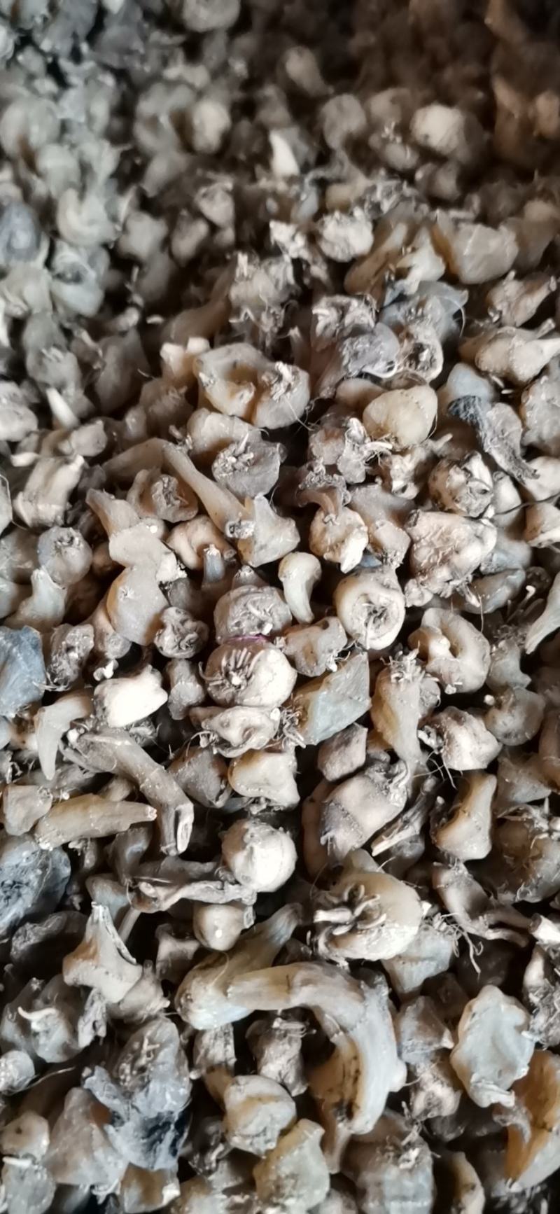 毛慈菇