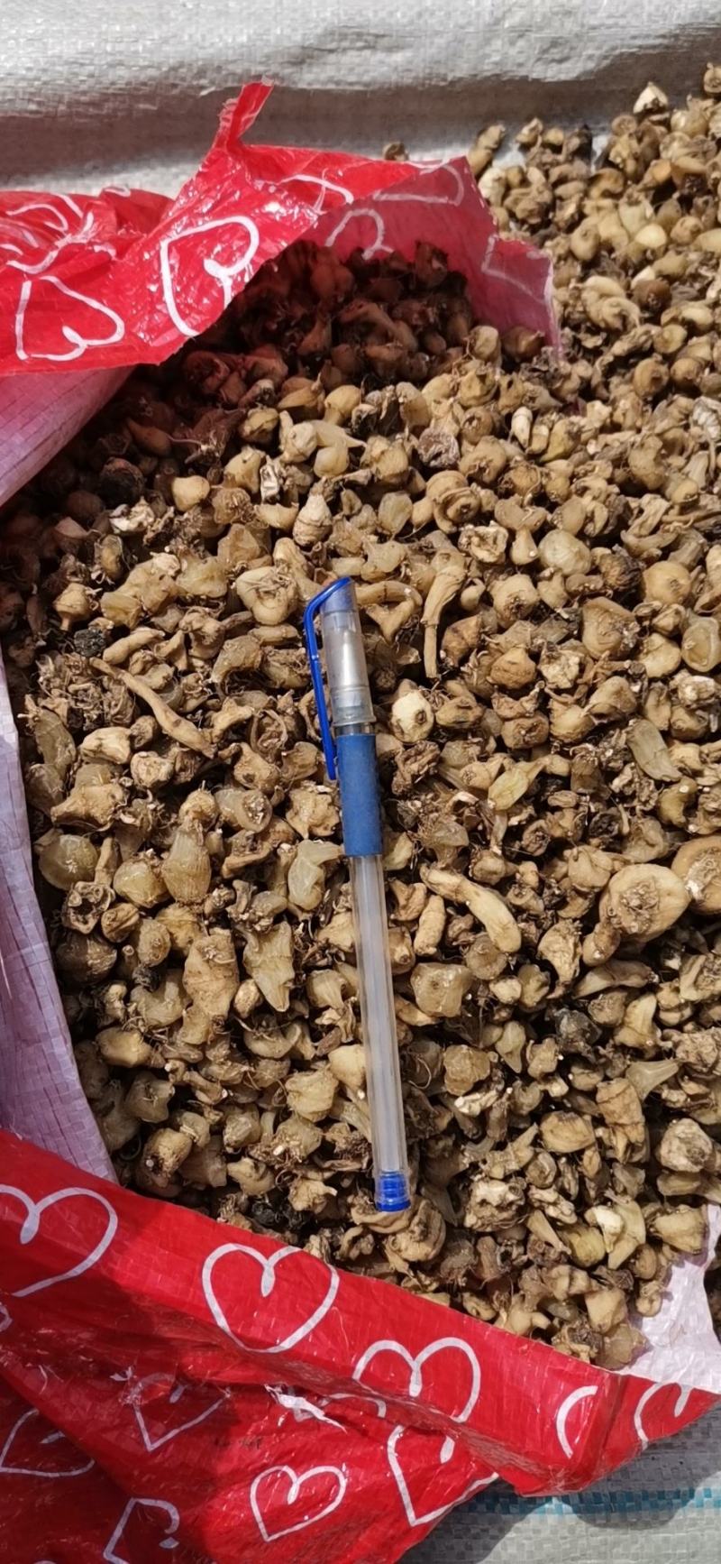 毛慈菇